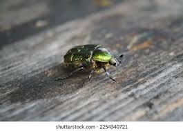 Attēlu rezultāti vaicājumam “Potosia cuprea”