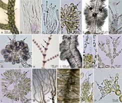 Attēlu rezultāti vaicājumam “Batrachospermum moniliforme”