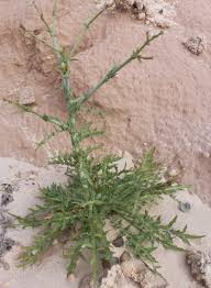 Attēlu rezultāti vaicājumam “Scapania mucronata”