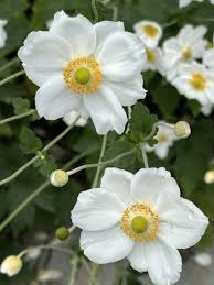 Attēlu rezultāti vaicājumam “Anemone sylvestris bud”