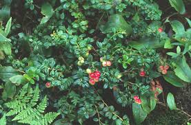 Attēlu rezultāti vaicājumam “Vaccinium vitis-idaea bud”