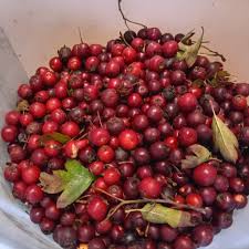 Attēlu rezultāti vaicājumam “Crataegus x macrocarpa fruit”
