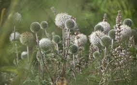 Attēlu rezultāti vaicājumam “Echinops sphaerocephalus flower”
