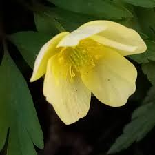 Attēlu rezultāti vaicājumam “Anemone x lipsiensis leaf”