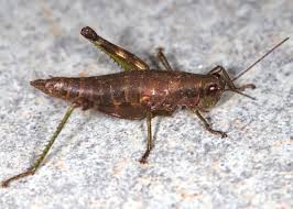 Attēlu rezultāti vaicājumam “Orthoptera”