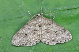 Attēlu rezultāti vaicājumam “Ectropis crepuscularia”