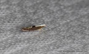 Attēlu rezultāti vaicājumam “Argyresthia semifusca”