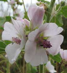 Image result for Althaea officinalis