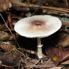 Attēlu rezultāti vaicājumam “Lepiota aspera”