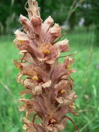 Attēlu rezultāti vaicājumam “Orobanche elatior”