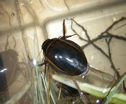 Attēlu rezultāti vaicājumam “Dytiscus sp.”