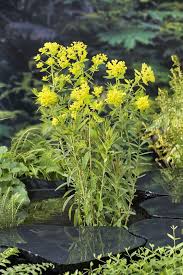 Attēlu rezultāti vaicājumam “Euphorbia palustris”