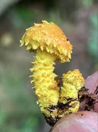 Attēlu rezultāti vaicājumam “Pholiota flammans”