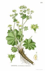 Attēlu rezultāti vaicājumam “Alchemilla vulgaris aggr. flower”