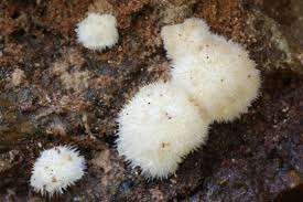 Attēlu rezultāti vaicājumam “Postia ptychogaster”