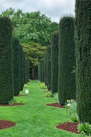 Attēlu rezultāti vaicājumam “Taxus baccata”