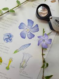 Attēlu rezultāti vaicājumam “Vinca minor flower”