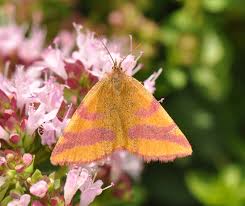 Attēlu rezultāti vaicājumam “Lythria cruentaria”