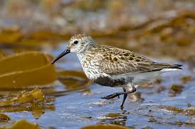 Attēlu rezultāti vaicājumam “Calidris alpina adult”