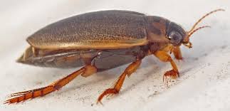 Attēlu rezultāti vaicājumam “Rhantus frontalis”