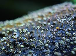 Attēlu rezultāti vaicājumam “Physarum nitens macro”