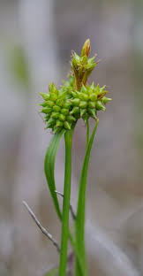 Attēlu rezultāti vaicājumam “Carex viridula flower”