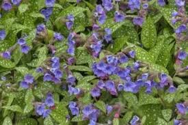 Attēlu rezultāti vaicājumam “Pulmonaria saccharata leaf”