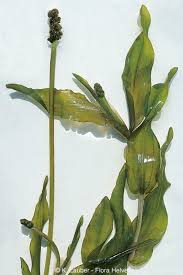 Attēlu rezultāti vaicājumam “Potamogeton compressus”