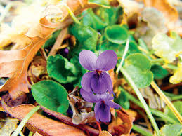 Attēlu rezultāti vaicājumam “Viola odorata leaf”