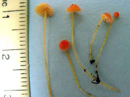 Attēlu rezultāti vaicājumam “Mycena acicula”