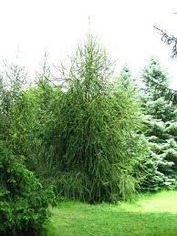 Attēlu rezultāti vaicājumam “Picea abies fo. virgata fruit”