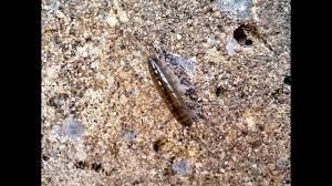 Attēlu rezultāti vaicājumam “Talitrus saltator”