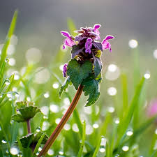 Attēlu rezultāti vaicājumam “Lamium purpureum flower”