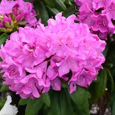 Attēlu rezultāti vaicājumam “rhododendron”