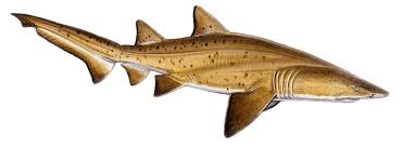 Image result for Carcharias