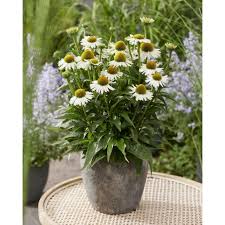 Attēlu rezultāti vaicājumam “Echinacea purpurea bud”