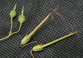 Attēlu rezultāti vaicājumam “Cribraria violacea stalked”