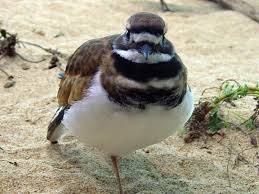Image result for Charadrius vociferus
