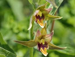 Attēlu rezultāti vaicājumam “Epipactis helleborine flower”