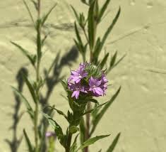 Attēlu rezultāti vaicājumam “Epilobium”
