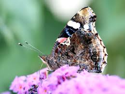 Attēlu rezultāti vaicājumam “Vanessa atalanta upperside”