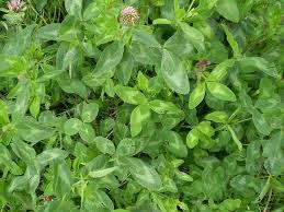 Attēlu rezultāti vaicājumam “Trifolium pratense leaf”