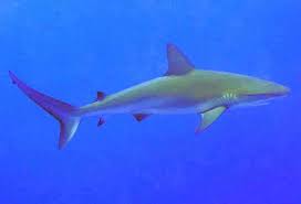 Image result for Chichester Sharks