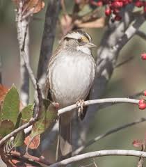 Image result for Zonotrichia albicollis