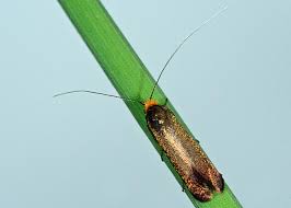 Attēlu rezultāti vaicājumam “Nemophora metallica”