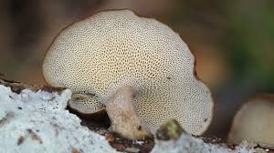 Attēlu rezultāti vaicājumam “Polyporus brumalis”