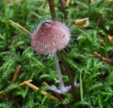 Attēlu rezultāti vaicājumam “Spinellus fusiger”