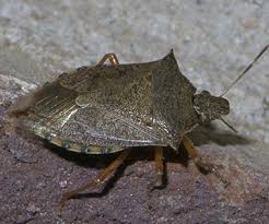 Attēlu rezultāti vaicājumam “Pentatomidae”