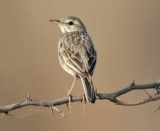 Image result for Acrocephalus aedon