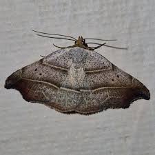 Attēlu rezultāti vaicājumam “Laspeyria flexula”